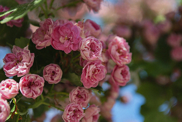 Gałąź z różowymi kwiatkami - Zdjęcie, obraz