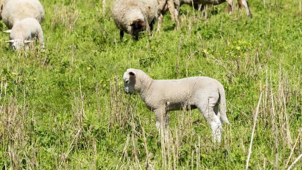 牧草地で羊-国立公園エルベ - 写真・画像
