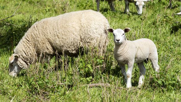 Овцы на лугу - Национальный парк на Эльбе
 - Фото, изображение