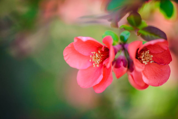 Kukkivat Chaenomeles talvi cheer kasvi makro lähikuva. Punaisia kevätkukkia. Kukkivat Chaenomeles (kukkivat kvitteni, japanilainen kvitteni
)  - Valokuva, kuva