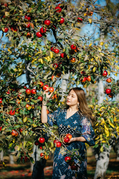 青いドレスの美しいアジアの女性は、ニュージーランドのクライストチャーチの果樹園で赤いリンゴを摘んで匂いを嗅ぐ. - 写真・画像