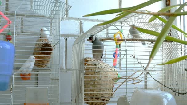 Птицы Амадина в клетке прыгают и летают в комнате рядом с окном или в зоомагазине. Средний план. В помещении
. - Кадры, видео