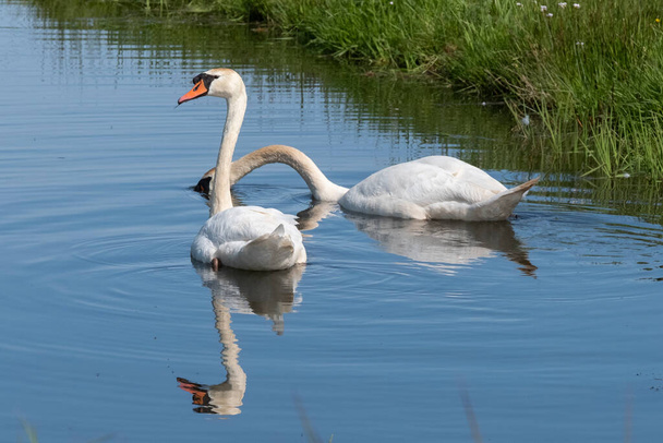Два білих лебедя з помаранчевими дзьобами плавають у ставку, сонце світить на пір'їні. Роздуми у блакитній воді
. - Фото, зображення