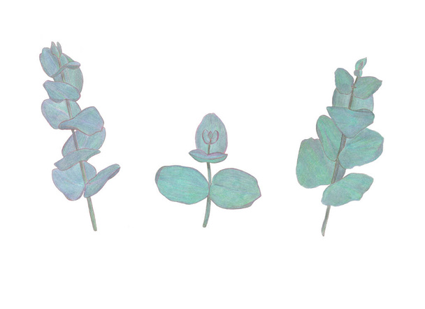 Akwarela ołówki zestaw eucaliptus liście gałąź. Floristyczne elementy konstrukcyjne dla florystyki. Ręcznie rysowana ilustracja. Kartka z życzeniami. Druk kwiatowy - Zdjęcie, obraz