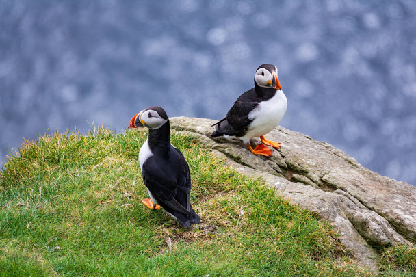 Two puffins looking in different directions with ocean background - Foto, Imagem