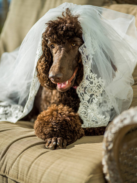 Lindo perro, vestido como dama de honor
 - Foto, Imagen