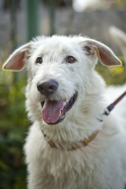 Tlama je bílý pes s otevřenými ústy - Fotografie, Obrázek