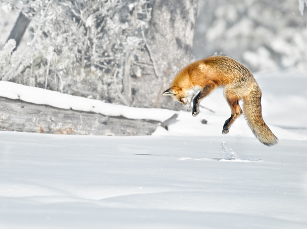 Saltos de raposa vermelha
 - Foto, Imagem