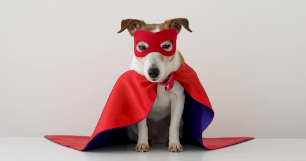 Divertido perro en traje de superhéroe
 - Imágenes, Vídeo