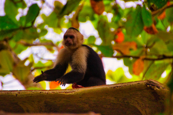 Valkonaama apina, oksalla puun avoimin käsin, taustalla ovat lehdet puun
 - Valokuva, kuva