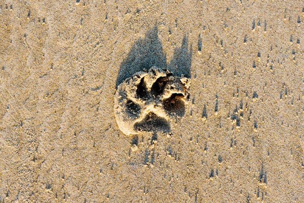 Αποτυπώματα σκύλου σε άμμο στην κορυφή της παραλίας. έννοια ζώων και κατοικίδιων ζώων. - Φωτογραφία, εικόνα