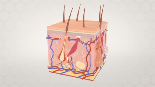 Mikroskopická anatomie znázornění kůže - Záběry, video