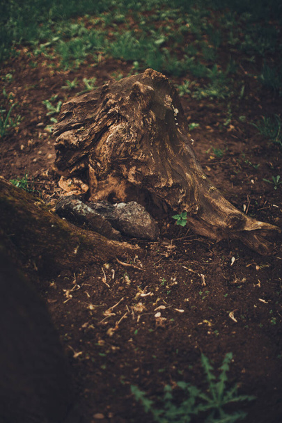 Sihirli orman, kökler ve dallar - Fotoğraf, Görsel