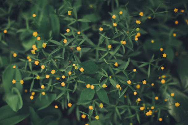 Природный фон из растений, зеленый лист текстуры
 - Фото, изображение
