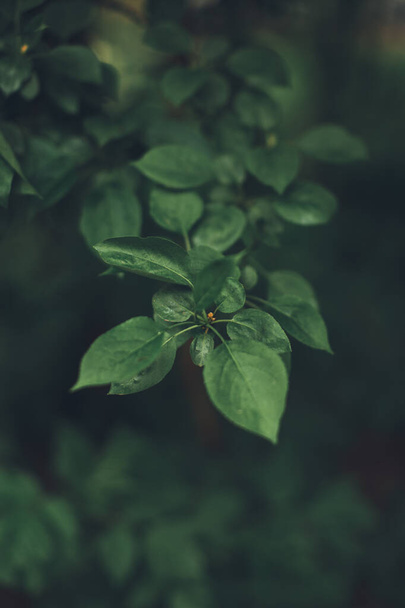 Natural background from plants,Green nature leaf texture - Fotó, kép