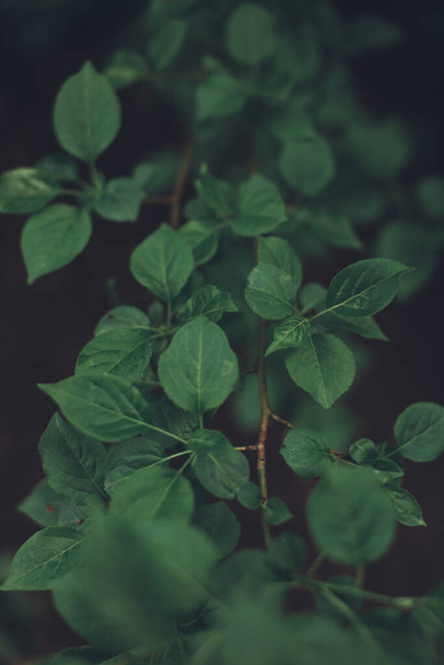 Natural background from plants,Green nature leaf texture - Foto, Imagem