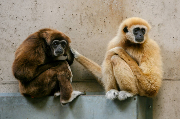 dwa piękne białe ręce Gibbon (Hylobates lar) siedzi razem - Zdjęcie, obraz