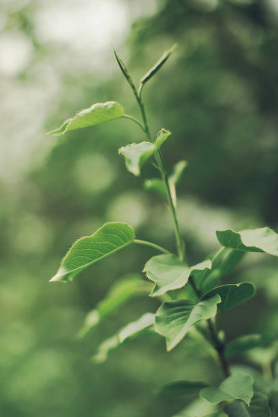 Natural background from plants,Green nature leaf texture - Fotografie, Obrázek