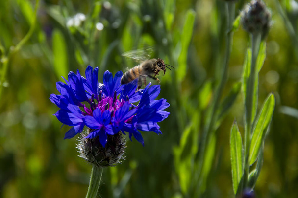 Abelha voando para longe da flor selvagem no dia ensolarado. Honey Bee coleta de pólen em uma flor no jardim, Macro fotografia, foco seletivo, fundo borrado
 - Foto, Imagem