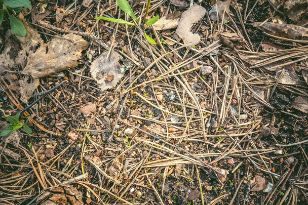 Текстура высохших иголок сосны, лежащей на земле
 - Фото, изображение