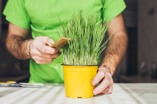 A man is caring for a green plant, grass in a yellow pot - plant growing - Foto, immagini