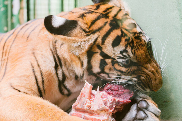 baby tiger cub eating meat - Zdjęcie, obraz
