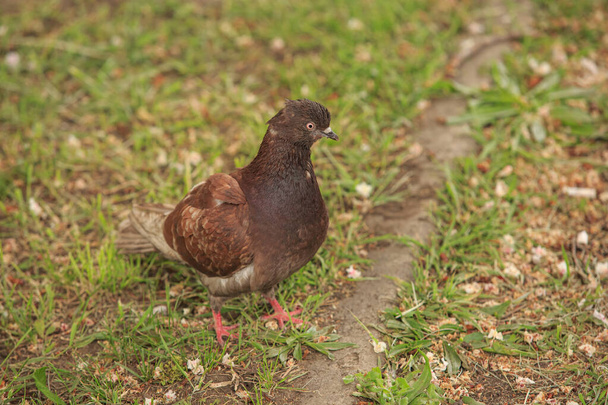 Dove walks on green grass - Фото, изображение