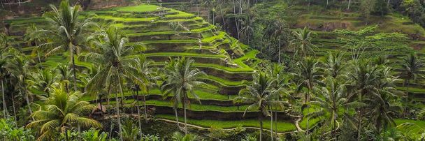 Luchtfoto van rijstterrassen. Landschap met drone. Agrarisch landschap vanuit de lucht. Rijstterrassen in de zomer. UNESCO werelderfgoed-Jatiluwih Rise Terrace, Bali, Indonesië. Travel-image - Foto, afbeelding
