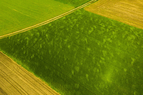 Green field in rural area. Landscape of agricultural cereal fields. Aerial view - Photo, Image