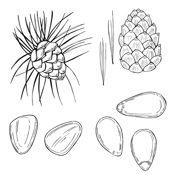 Hand drawn nuts. Pine nut. Vector sketch  illustration. - Vetor, Imagem