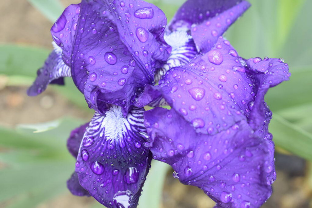 Gotas de lluvia sobre los pétalos de una flor de iris púrpura
. - Foto, imagen