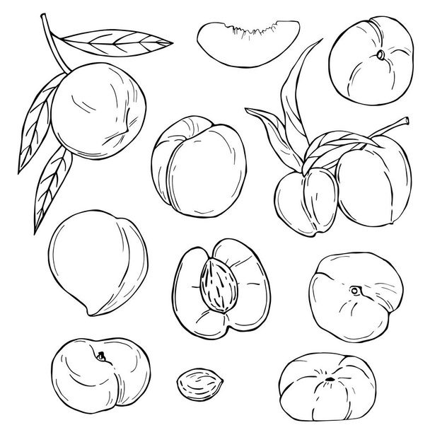 Handgezeichnete Früchte auf weißem Hintergrund. Pfirsich. Vektorskizze als Illustration. - Vektor, Bild