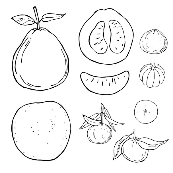 Frutos dibujados a mano sobre fondo blanco.Pomelo y mandarina. Dibujo vectorial ilustración
. - Vector, imagen