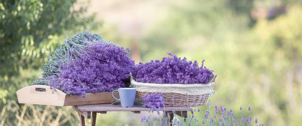 Harvesting of lavender in the basket. - Photo, Image
