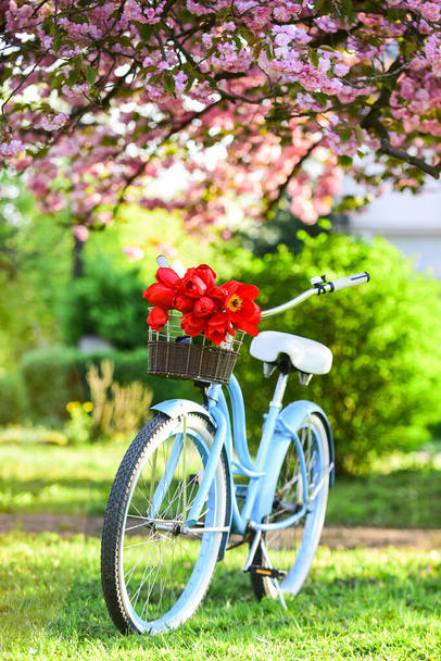 beauty of spring. retro bicycle with tulip flowers in basket. vintage bike in park. sakura blossom in spring garden. nature full of colors and smells. relax and travel. romantic date. season of love - Foto, afbeelding