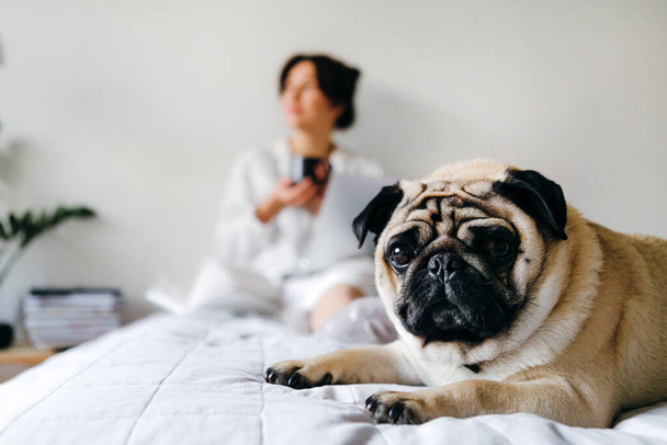 Dog pug is looking at the camera and behind him young girl drinking tea while studying. Home office. Concept of working in isolation. - Фото, изображение