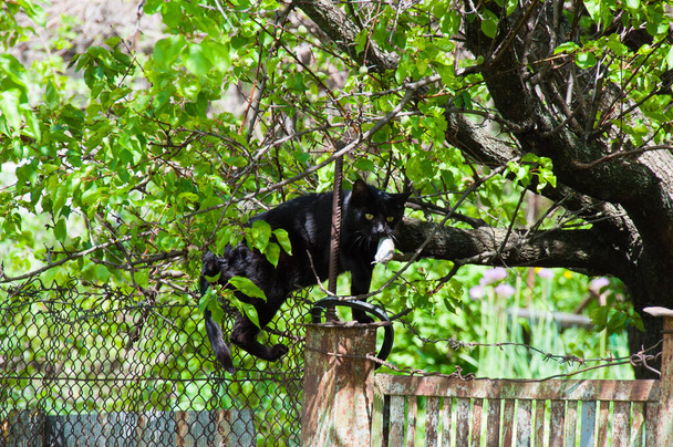 Black cat with a mouse in its mouth jumps on a fence of rural house - Foto, afbeelding