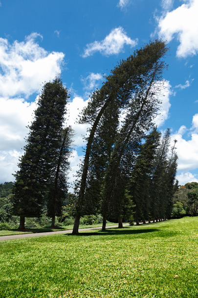 Görbe Cook Pines (Araucaria columnaris) - Fotó, kép