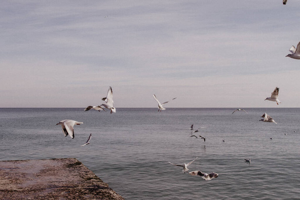 Γκρίζοι γλάροι πετούν πάνω από τη Μαύρη Θάλασσα και την προβλήτα. - Φωτογραφία, εικόνα