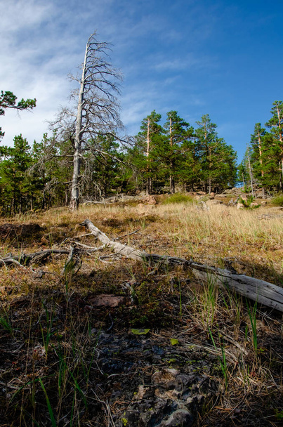 landscape of the forest in the summer - Valokuva, kuva