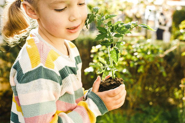 Tomato sprout. Little toddler girl holding young tomato seedling plant with soil. Self-sustainability concept. Spring background.Happy childhood. Meaningful life. Digital detox.Slow and balanced life. Device free zone - Foto, imagen