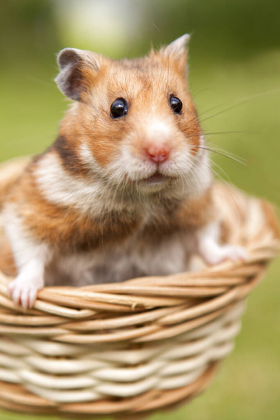 Little hamster in a basket - Foto, Imagem