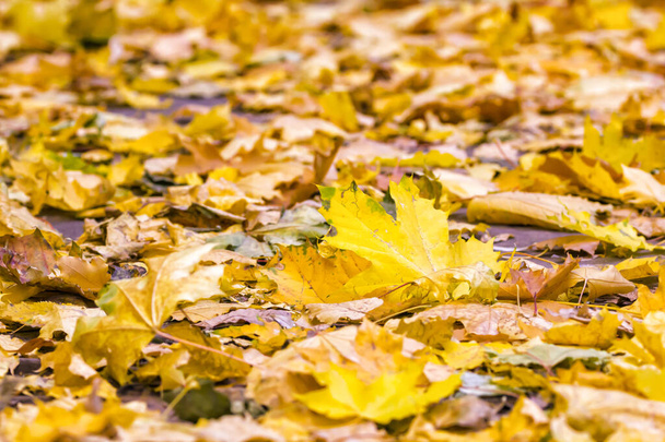 Yellow fall maple leaves on a footpath selective focus - Zdjęcie, obraz