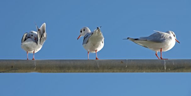 Seagull, Larus ridibundus - Photo, Image