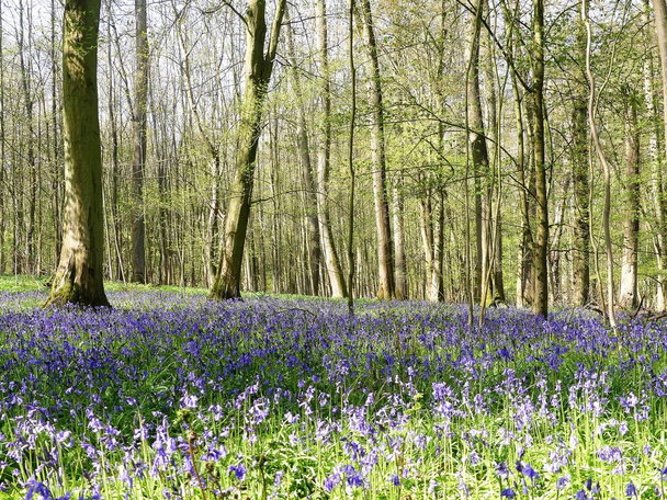 Lindos sinos azuis de primavera no Monte Wood, Chenies, Buckinghamshire
 - Foto, Imagem