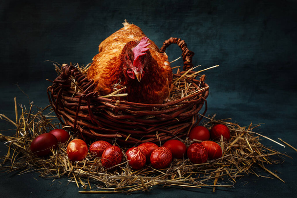 Chicken sit in a basket and painted Easter eggs around - Foto, Imagem