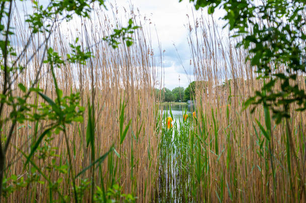 Vista de un estanque de canteras en el que las marcas de color naranja para los nadadores nadan desde la orilla a través de una gran cantidad de cañas con cielos nublados y aguas tranquilas en el norte de Alemania
 - Foto, imagen