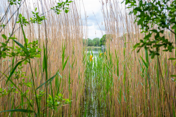 Pohled na lomový rybník, na kterém oranžové značky pro plavce plavou od břehu přes mnoho rákosí s zataženou oblohou a klidnou vodou v severním Německu - Fotografie, Obrázek