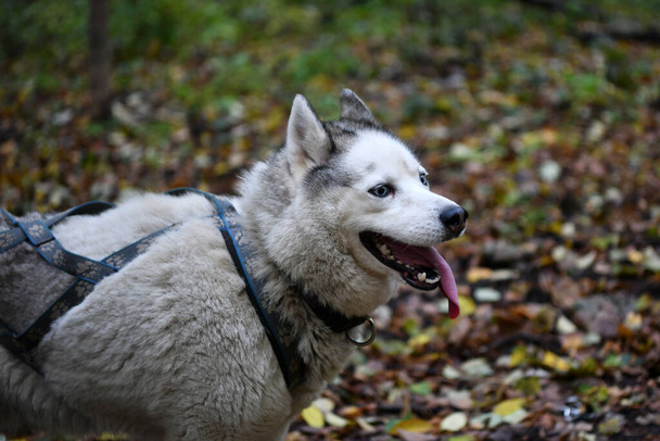 White Husky spaziert mit dem Besitzer an der Leine durch den Wald - Foto, Bild