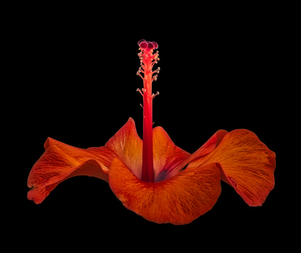 Yksittäinen eristetty tumma oranssi hehkuva surrealistinen hibiscus kukka sadepisaralla makro mustalla pohjalla
 - Valokuva, kuva